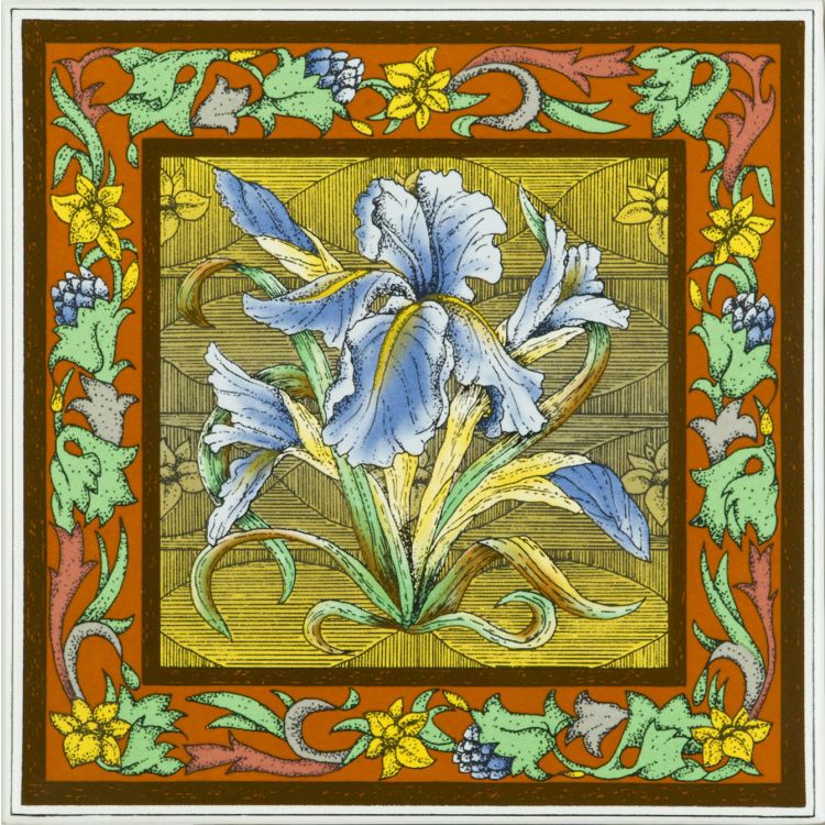 Blue Iris